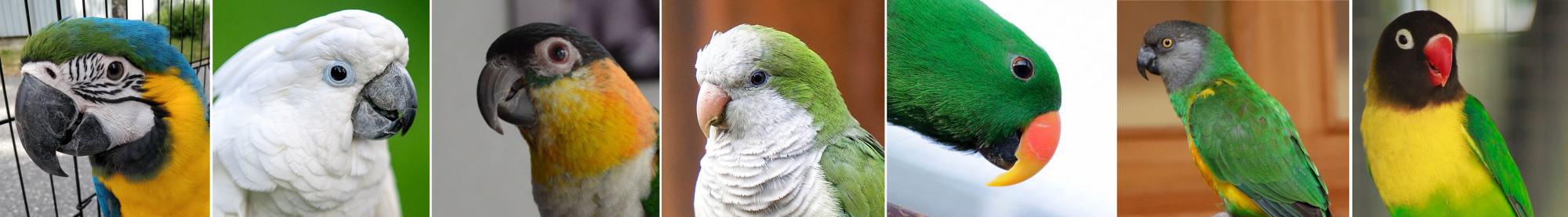 Kollaasi cites/b papukaijalajeista.