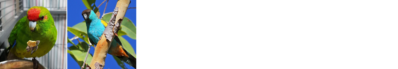 Kollaasi cites/a poikkaulajeista.