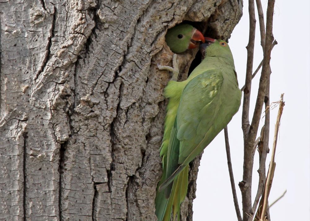 Kauluskaijat luonnonvaraisina.