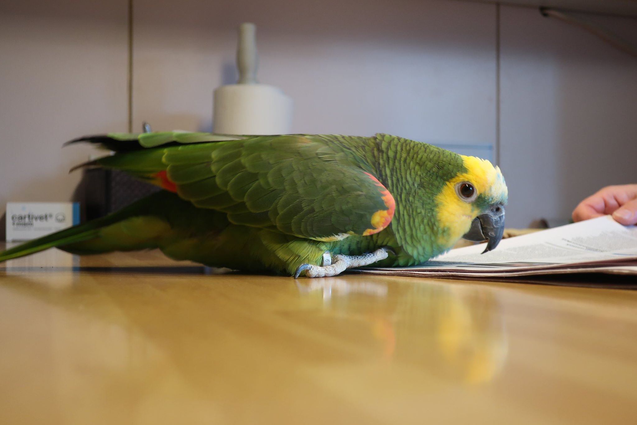 Siniotsa-amatsoni naaras.