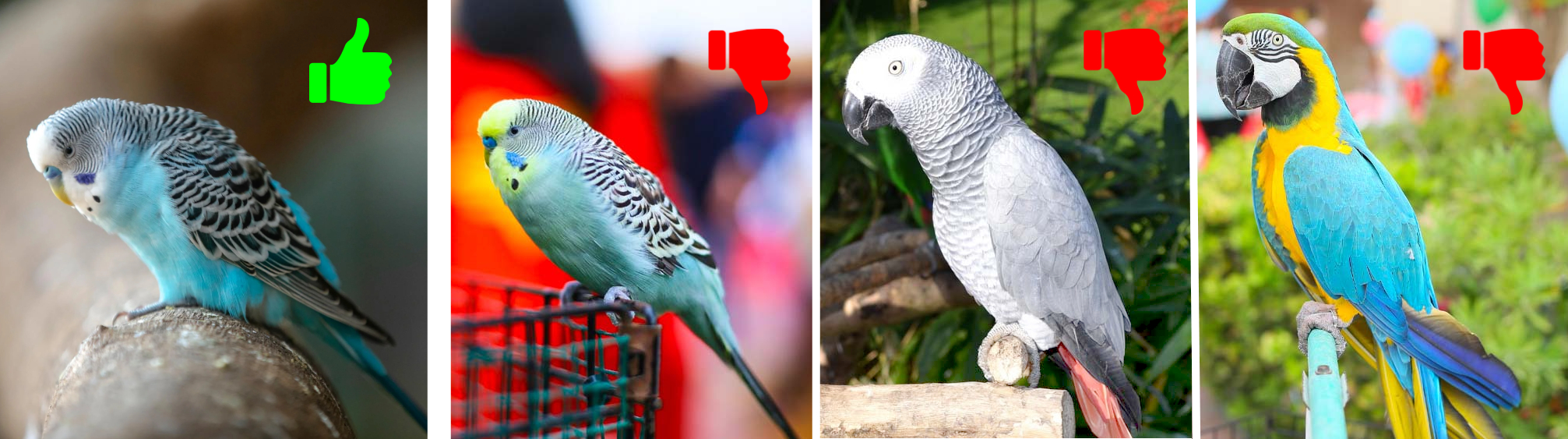 Eri tavalla klipattuja siipiä valokuvissa.