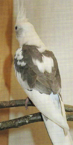 Paukaijojen perinnöllisyys