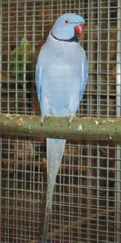 Violetti kauluskaija