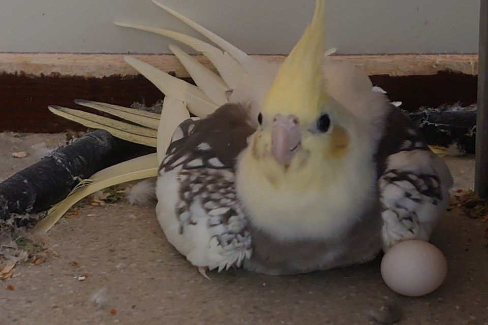 Neitokakadu ja munia.