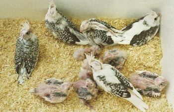 valkokasvo-neitokakadu