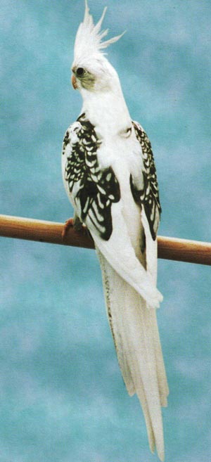 valkokasvo-neitokakadu