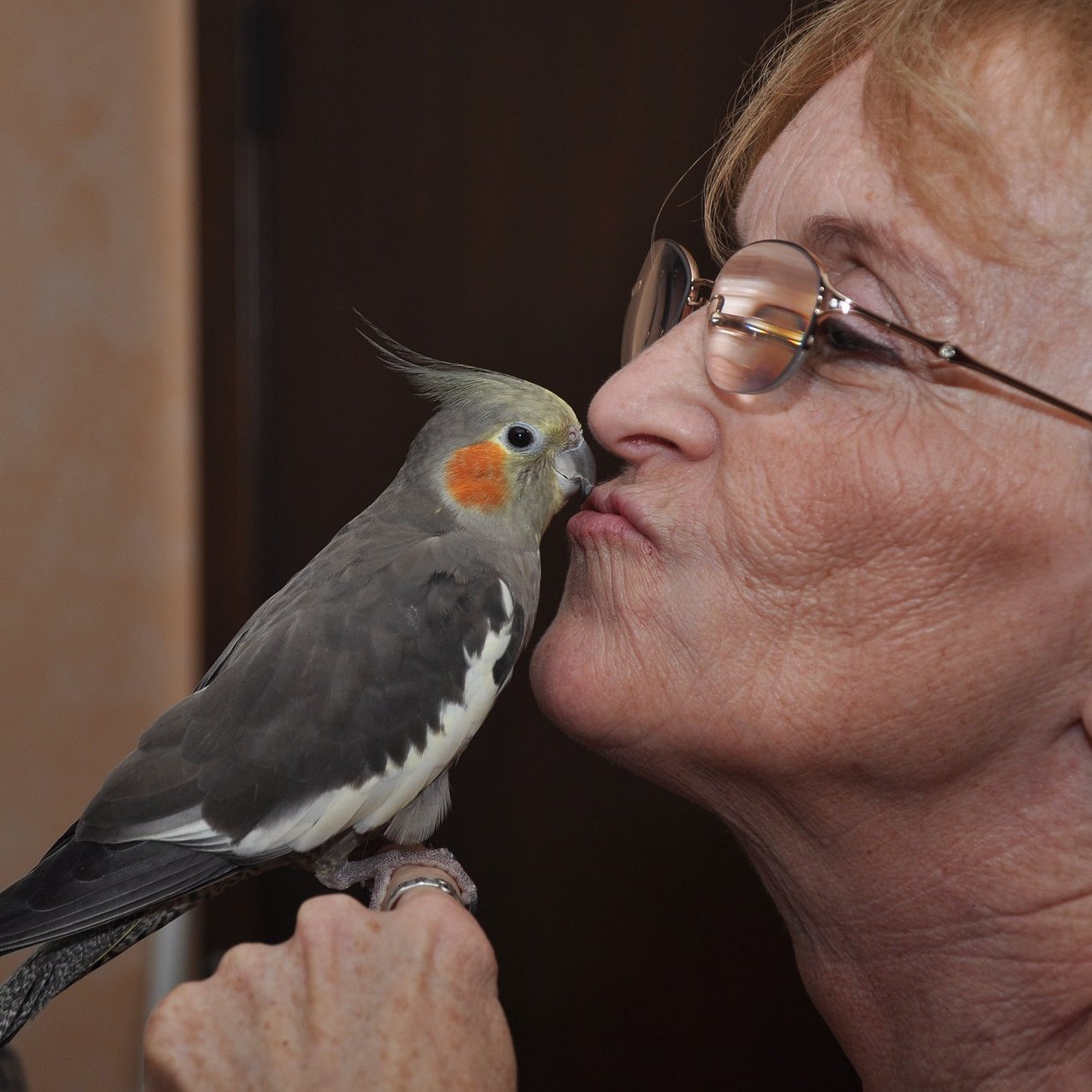 Neitokakadu ja sen iäkäs omistaja