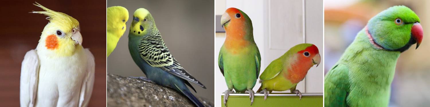 Kollaasi papukaijalajeista neitokakadu, undulaatti, ruusukaijanen ja kauluskaija.