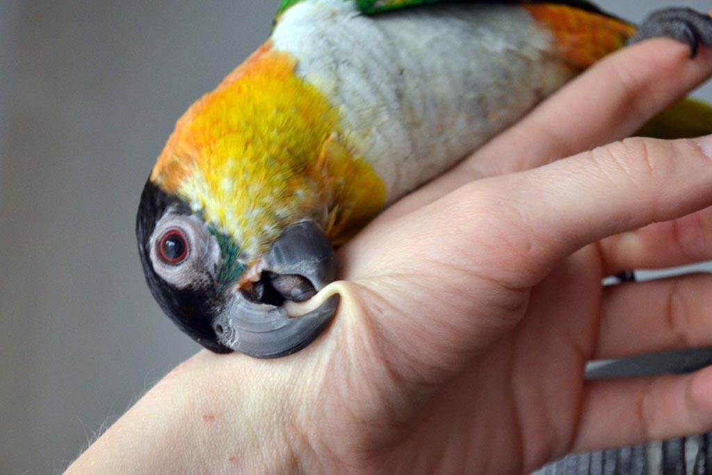 Mustalakkiaratti ja käsi