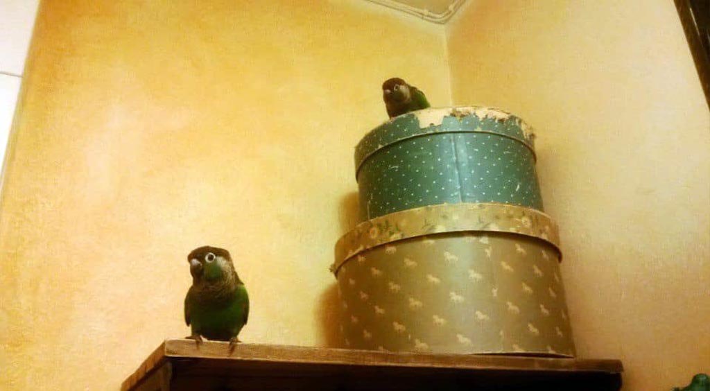 Helmiaratit vapaana asunnossa