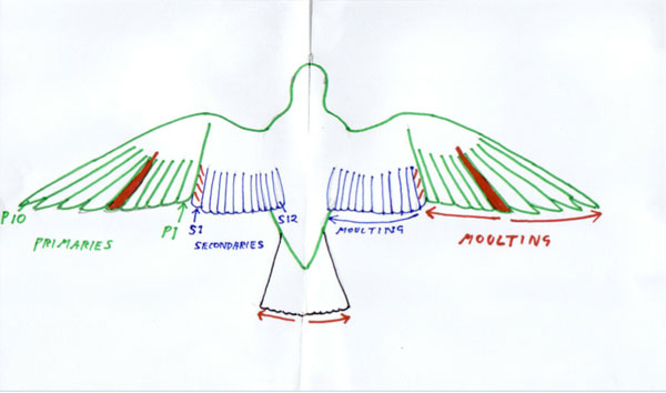 Papukaijan siipisulat