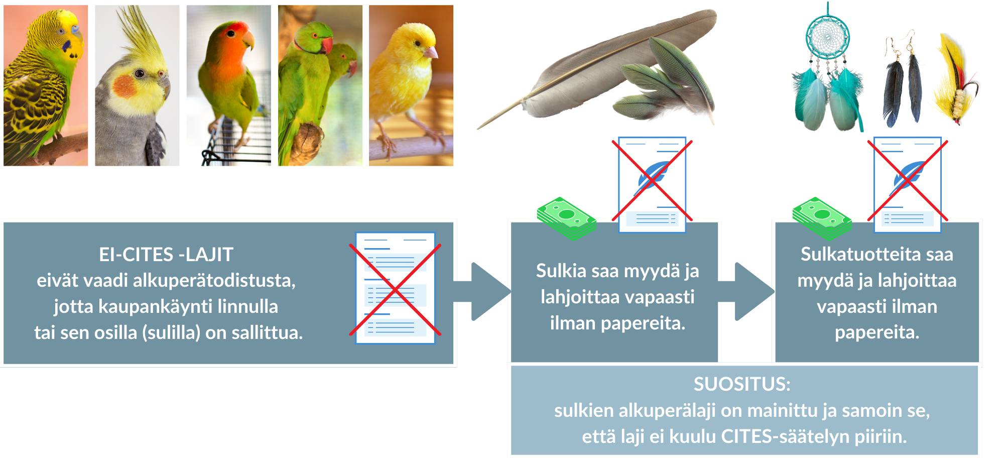 Grafiikka, jossa esitetään yksinkertainen versio kaupasta ei-CITES-lajien sulilla.