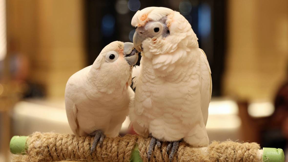 “Tanimbarinkakadu,