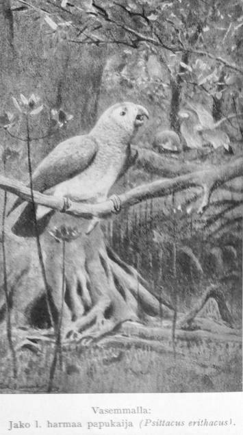 Harmaapapukaija kirjasta Maapallon eläinkuvasto, 1936