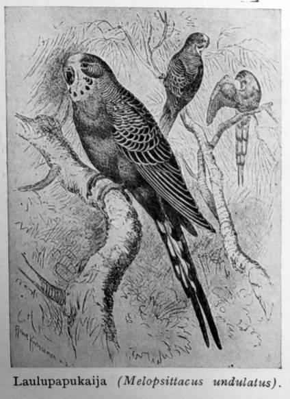 Laulupapukaija kirjasta Maapallon eläinkuvasto (1936)